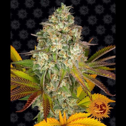 Cookies Kush Auto | Barneys Farm | Skyline Smoke Company | South Africa