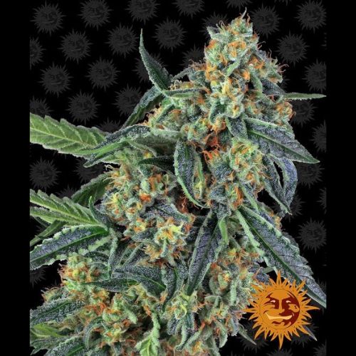 Cookies Kush | Barneys Farm | Skyline Smoke Company | South Africa