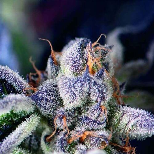 Cookies USA | Pyramid Seeds | Skyline Smoke Company | South Africa