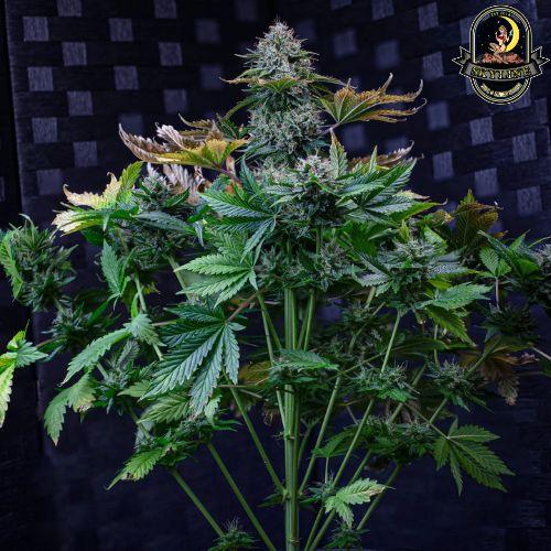 Creme de la Chem Auto | Mephisto Genetics | Skyline Smoke Company | South Africa