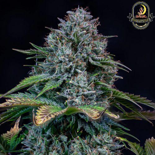 Creme de la Chem Auto | Mephisto Genetics | Skyline Smoke Company | South Africa