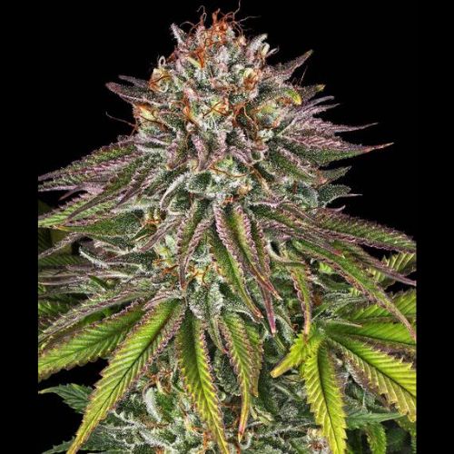 Critical Kush | Barneys Farm | Skyline Smoke Company | South Africa