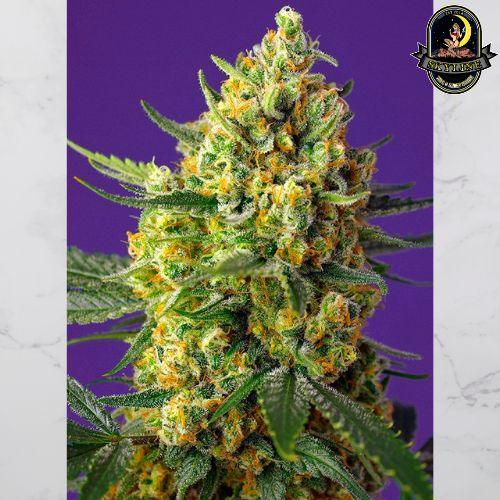 Crystal Candy XL Auto | Sweet Seeds | Skyline Smoke Company | South Africa