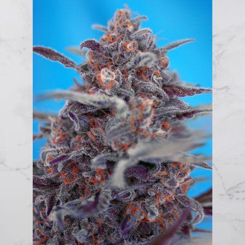 Devil Cream Auto | Sweet Seeds | Skyline Smoke Company | South Africa