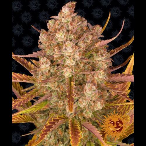 Dos Si Dos Auto | Barneys Farm | Skyline Smoke Company | South Africa