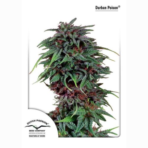Durban Poison | Dutch Passion Seeds | Skyline Smoke Company | South Africa