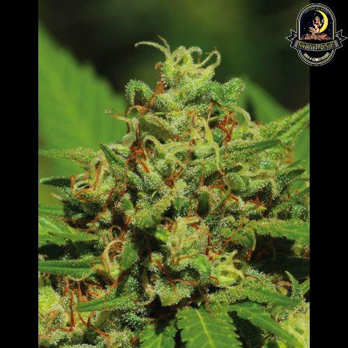 Emerald Fire OG Auto | Humboldt Seed Company | Skyline Smoke Company | South Africa