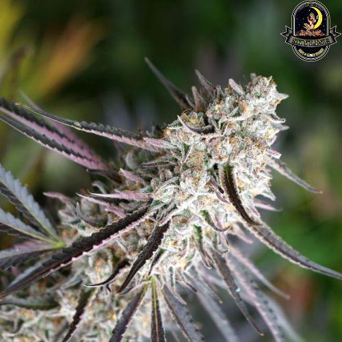 Florida Gaspack | Humboldt Seed Organization | Skyline Smoke Company | South Africa
