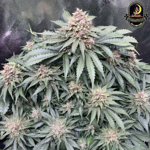 Forgotten Strawberries Auto | Mephisto Genetics | Skyline Smoke Company | South Africa