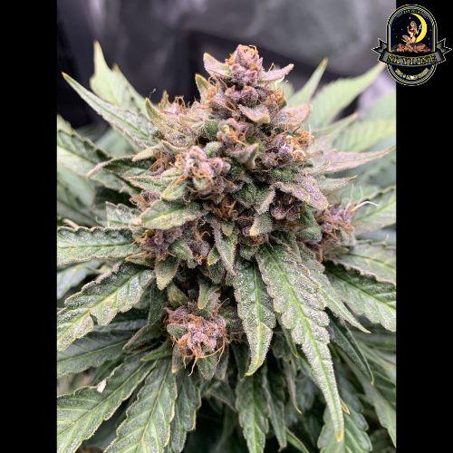 Forgotten Strawberries Auto | Mephisto Genetics | Skyline Smoke Company | South Africa