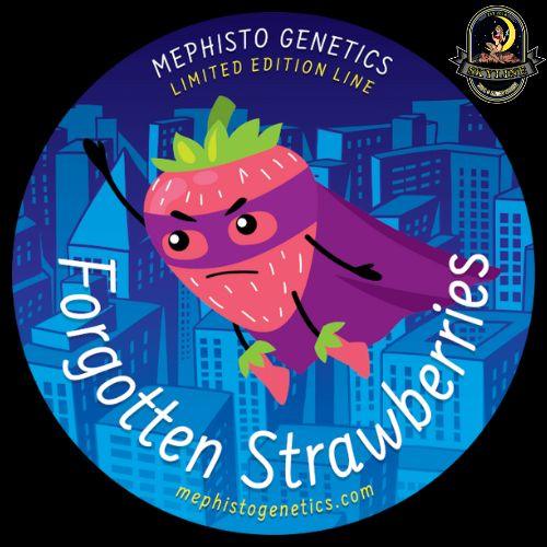 Forgotten Strawberries Auto | Mephisto Genetics | Skyline Smoke Company | South Africa