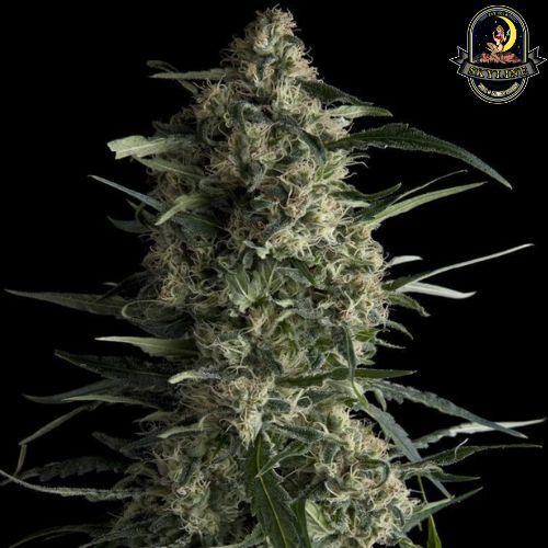 Galaxy | Pyramid Seeds | Skyline Smoke Company | South Africa