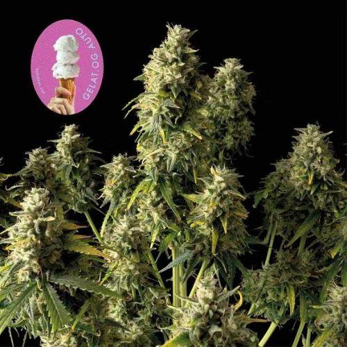 Gelat.OG Auto | Seedsman Seeds | Skyline Smoke Company | South Africa