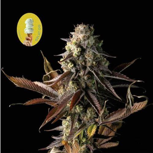 Gelat.OG | Seedsman Seeds | Skyline Smoke Company | South Africa