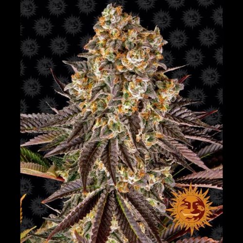 Gelato #45 | Barneys Farm | Skyline Smoke Company | South Africa