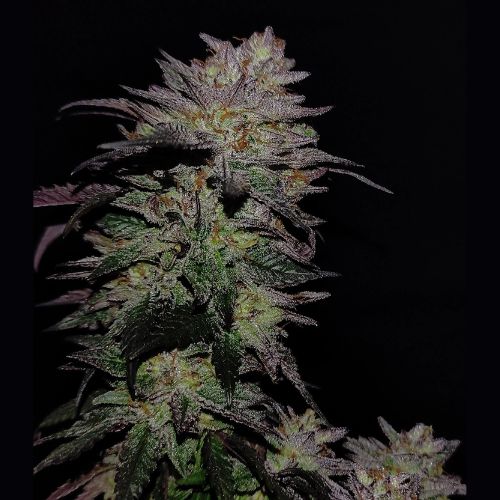 GG4 Sherbet Fast | 420 Fast Buds | Skyline Smoke Company | South Africa