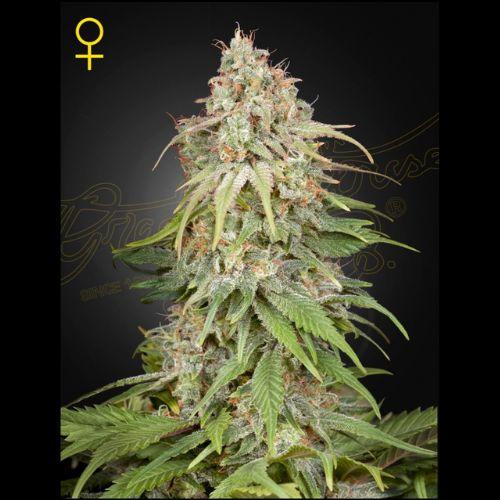 GH Amnesia | Green House Seed Co. | Skyline Smoke Company | South Africa