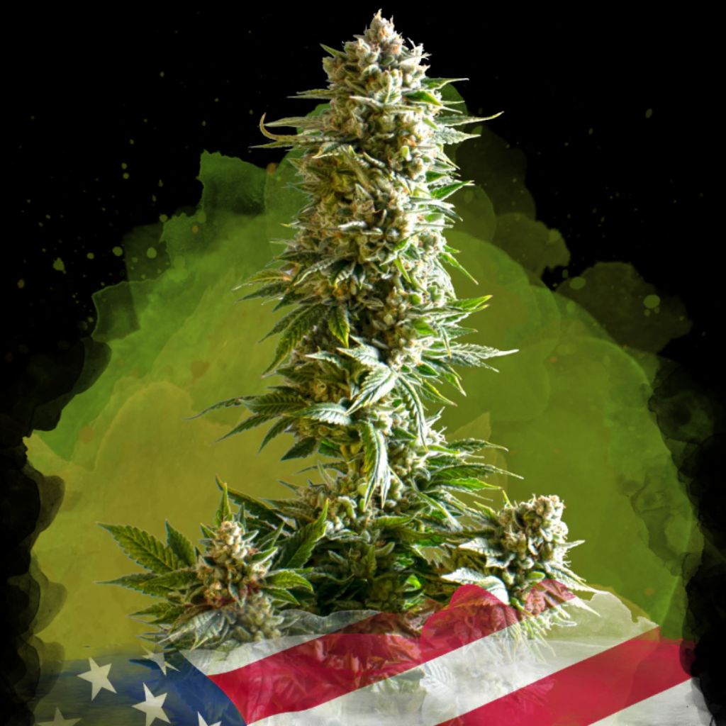 Girl Scout Cookies Auto | Nirvana Seeds | Skyline Smoke Company | South Africa