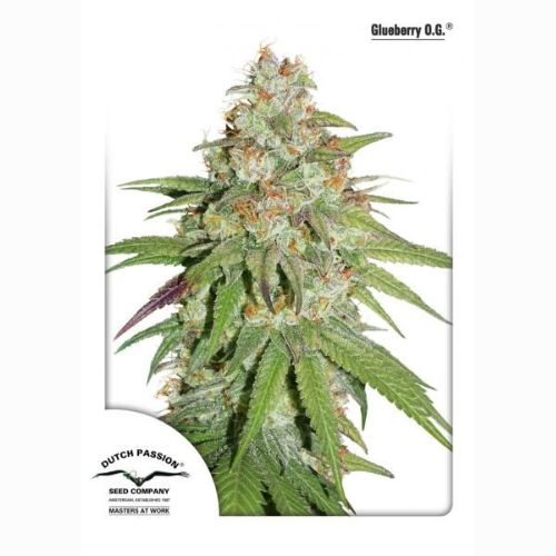 Glueberry OG | Dutch Passion Seeds | Skyline Smoke Company | South Africa