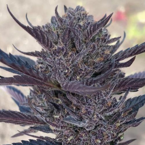 GMO Auto | Atlas Seed | Skyline Smoke Company | South Africa