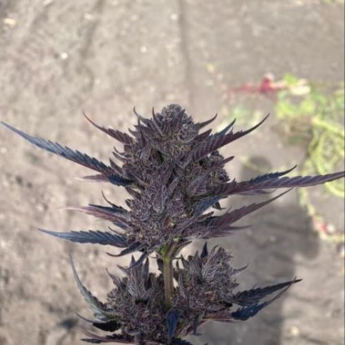 GMO | Atlas Seed | Skyline Smoke Company | South Africa