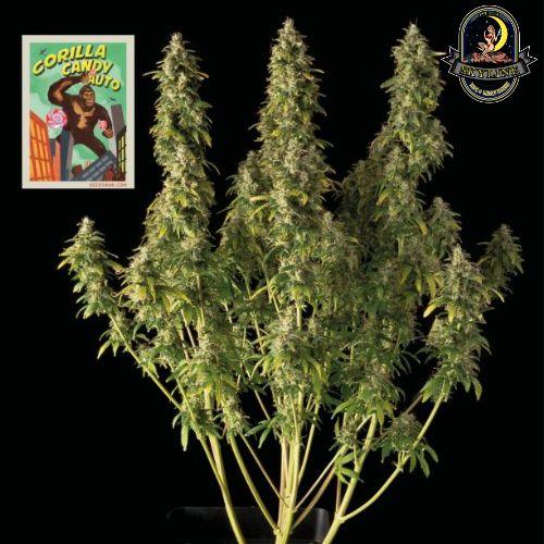 Gorilla Candy Auto | Seedsman Seeds | Skyline Smoke Company | South Africa