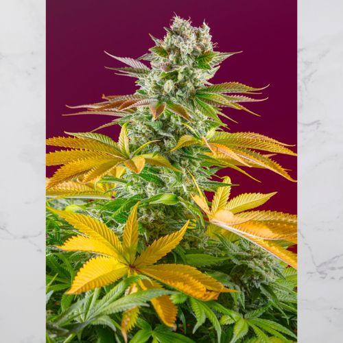 Gorilla Girl F1 Fast | Sweet Seeds | Skyline Smoke Company | South Africa