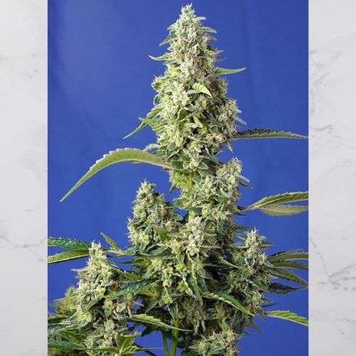 Gorilla Girl XL Auto | Sweet Seeds | Skyline Smoke Company | South Africa