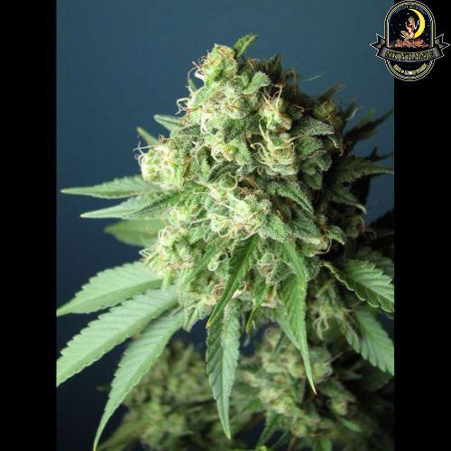 Green Crack | The Cali Connection | Skyline Smoke Company | South Africa