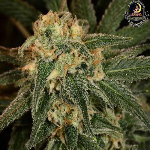 Green Crack | The Cali Connection | Skyline Smoke Company | South Africa