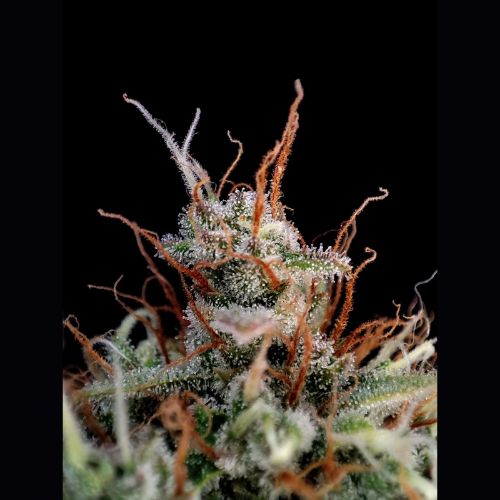Guava Auto | 420 Fast Buds | Skyline Smoke Company | South Africa