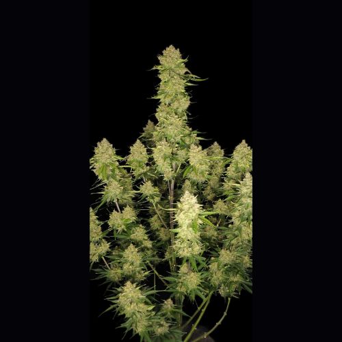 Guava Auto | 420 Fast Buds | Skyline Smoke Company | South Africa