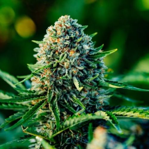 Gummibears Auto | Atlas Seed | Skyline Smoke Company | South Africa