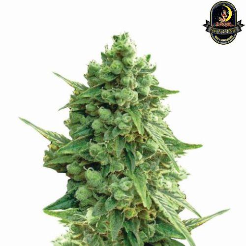 Hawaii Maui Waui Auto | Nirvana Seeds | Skyline Smoke Company | South Africa