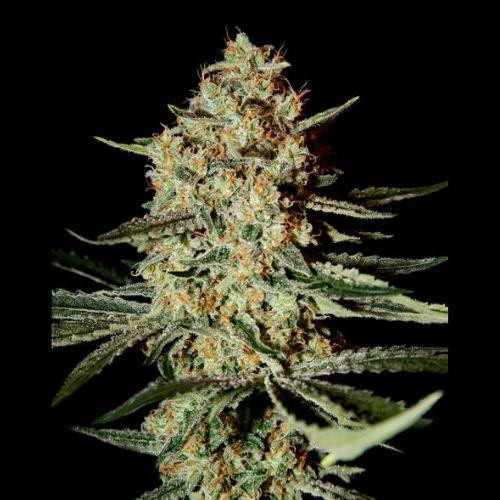 Himalayan Gold | Green House Seed Co. | Skyline Smoke Company | South Africa