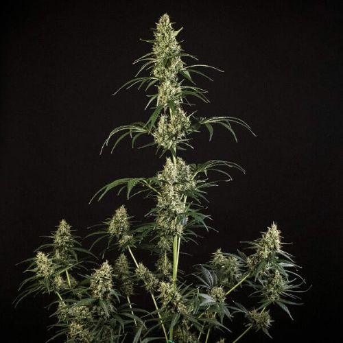 HulkBerry Auto | Royal Queen Seeds | Skyline Smoke Company | South Africa