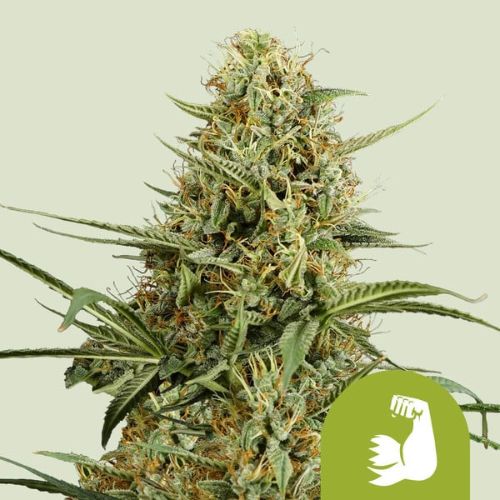 HulkBerry Auto | Royal Queen Seeds | Skyline Smoke Company | South Africa