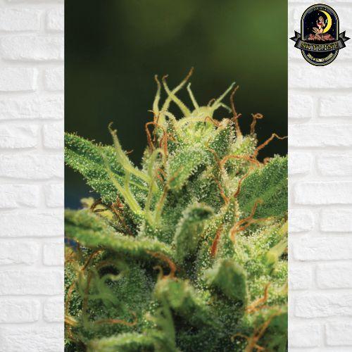 Humboldt Sour Diesel | Humboldt Seed Company | Skyline Smoke Company | South Africa