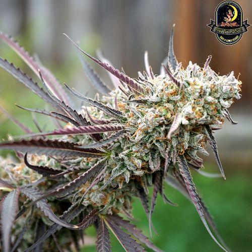Ice Cream Cake FAST | Humboldt Seed Organization | Skyline Smoke Company | South Africa