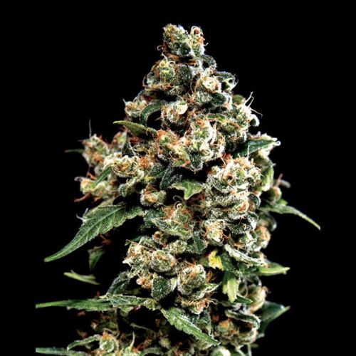 Jack Herer | Green House Seed Co. | Skyline Smoke Company | South Africa