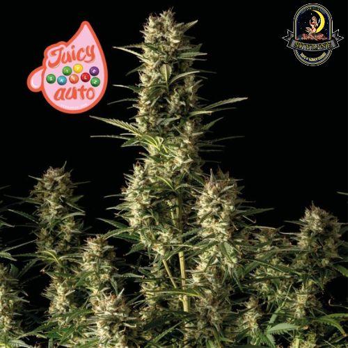 Juicy Zkittlez Auto | Seedsman Seeds | Skyline Smoke Company | South Africa