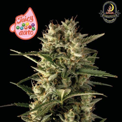 Juicy Zkittlez Auto | Seedsman Seeds | Skyline Smoke Company | South Africa