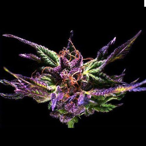 Ken's Original GDP | Grand Daddy Purp Genetics | Skyline Smoke Company | South Africa