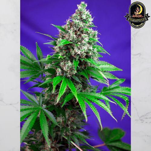 Killer Kush F1 Fast | Sweet Seeds | Skyline Smoke Company | South Africa