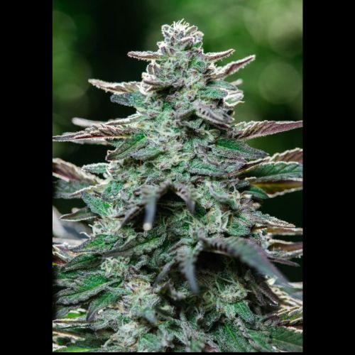 King Kong Fast | Atlas Seed | Skyline Smoke Company | South Africa