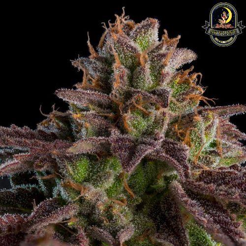 KMintz Auto | Ripper Seeds | Skyline Smoke Company | South Africa