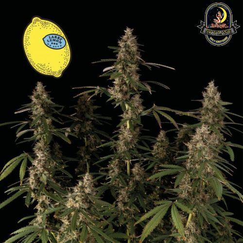 Larry Lemon OG Auto | Seedsman Seeds | Skyline Smoke Company | South Africa