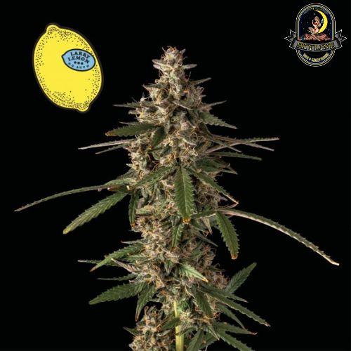 Larry Lemon OG Auto | Seedsman Seeds | Skyline Smoke Company | South Africa