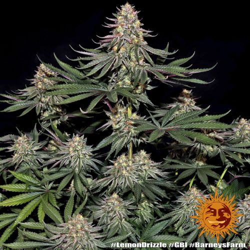 Lemon Drizzle | Barneys Farm | Skyline Smoke Company | South Africa