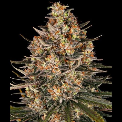 Lemon Drizzle | Barneys Farm | Skyline Smoke Company | South Africa